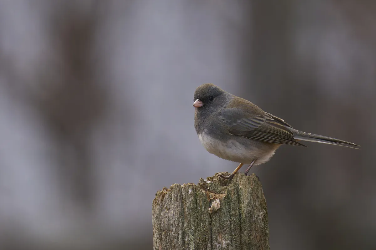 Dark-eyed Junco