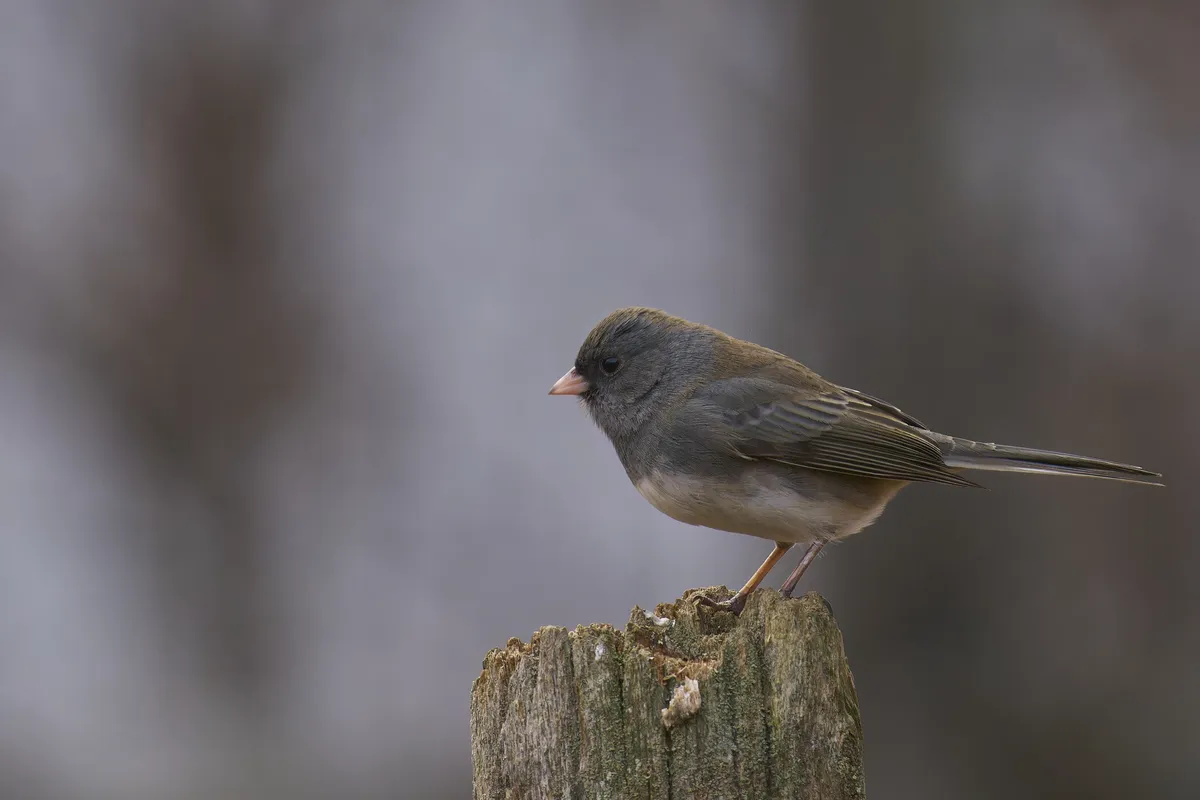 Dark-eyed Junco