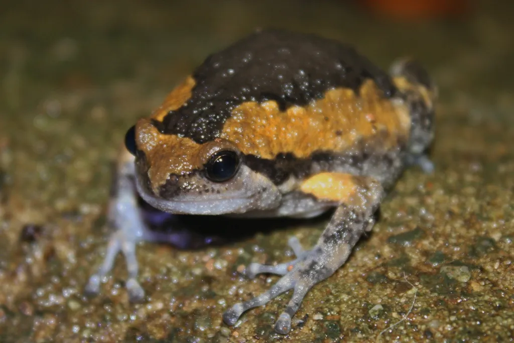 Rana Toro Bandada Común