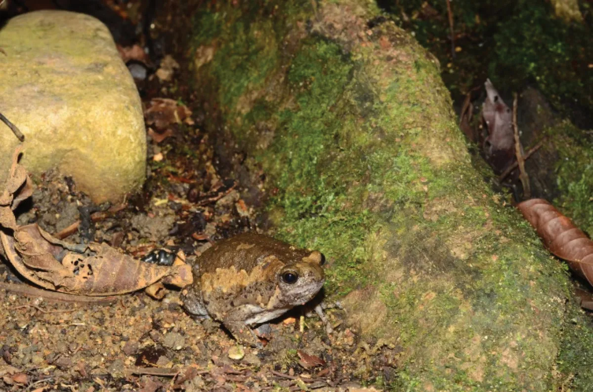Rana Toro Bandada Común
