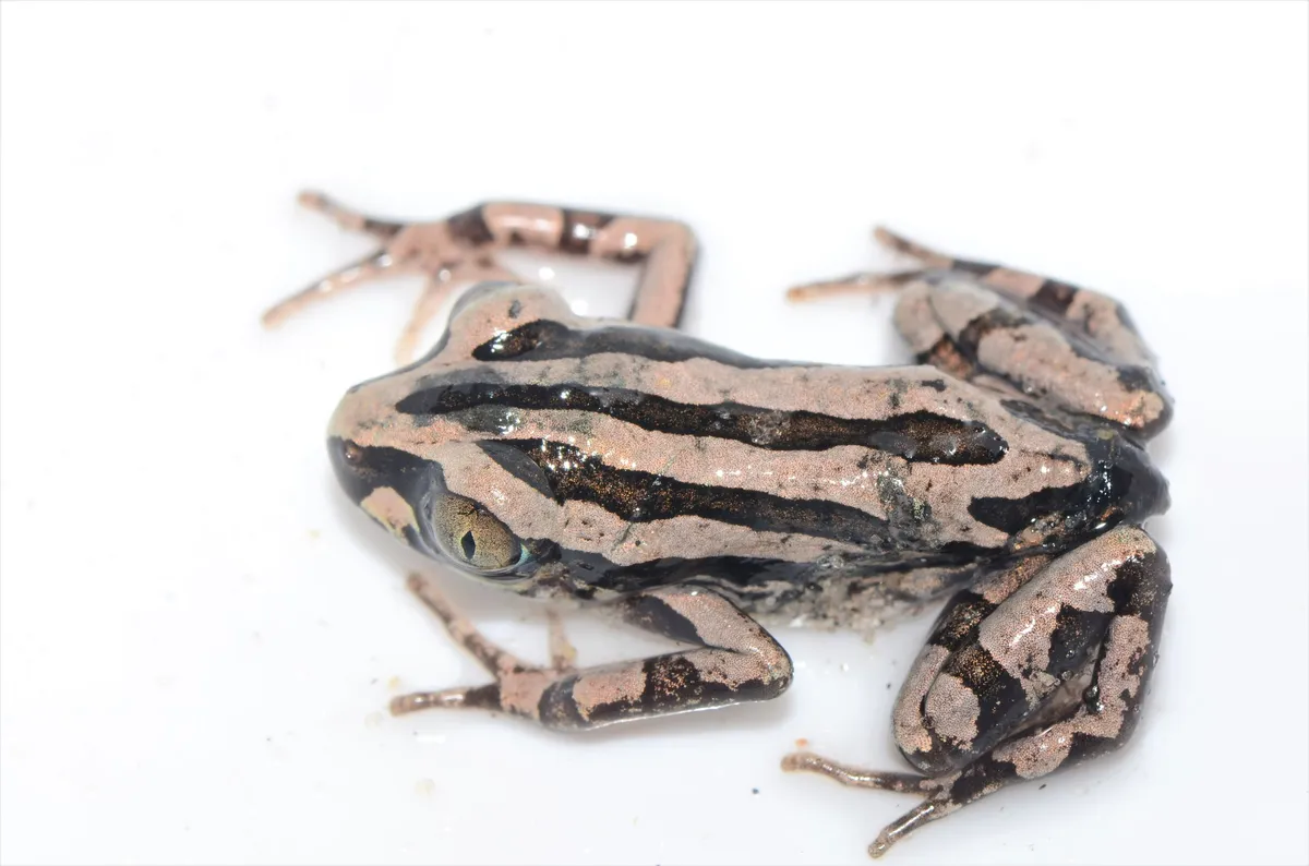 Kassina senegalensis