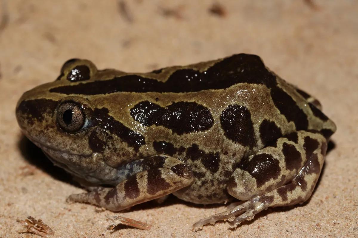Senegal Land Frog