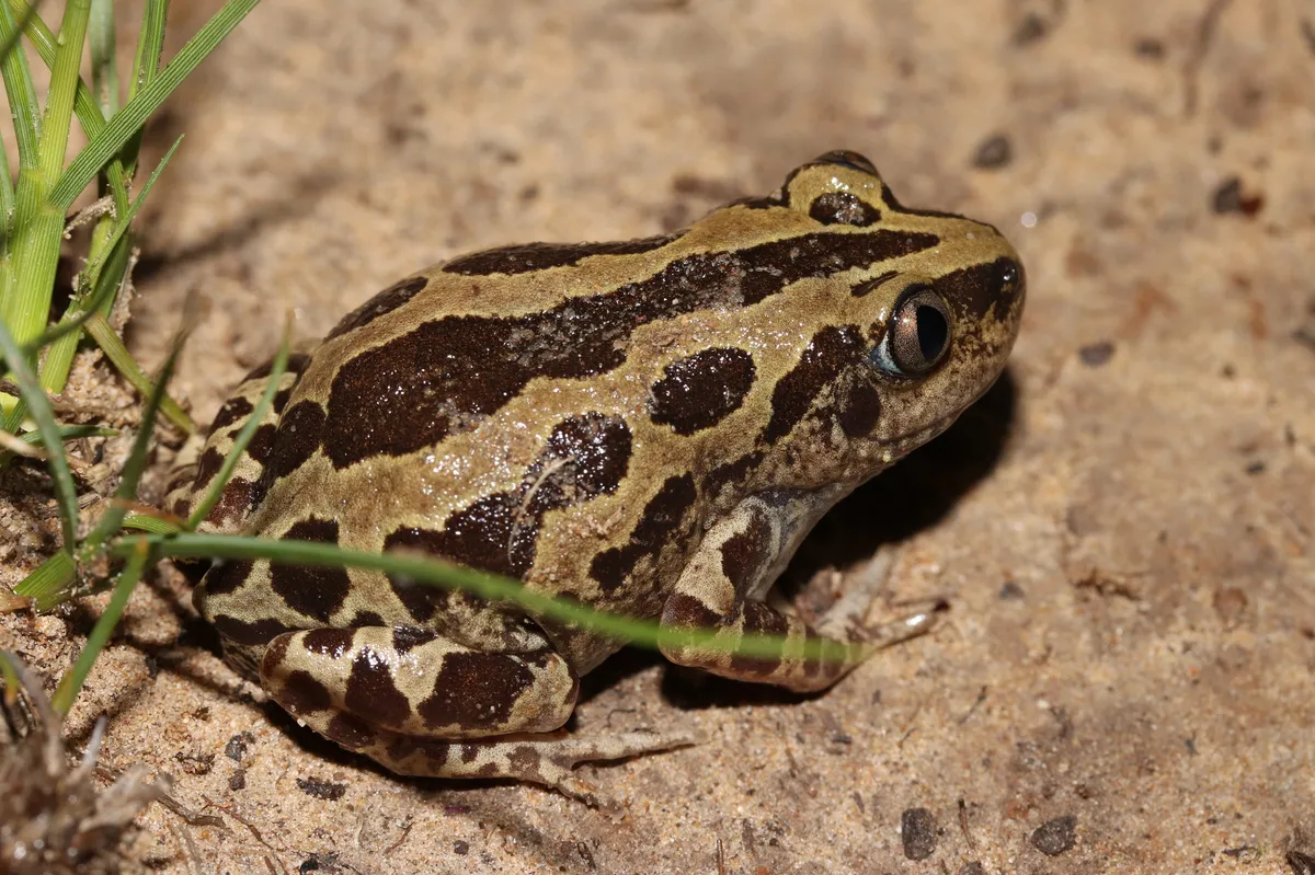 Senegal Land Frog