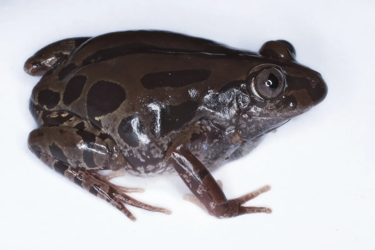 Senegal Land Frog