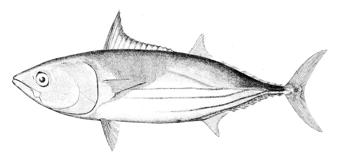 Katsuwonus pelamis
