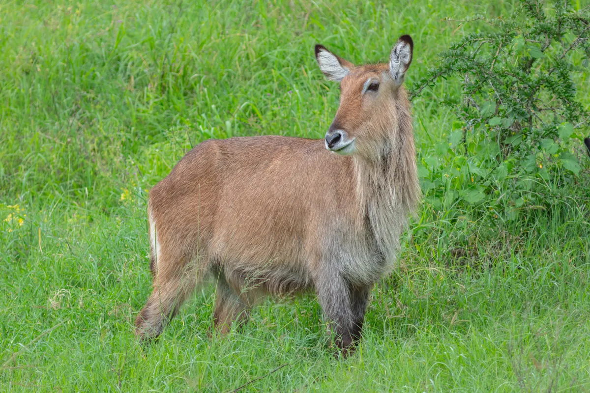 Antílope Waterbuck