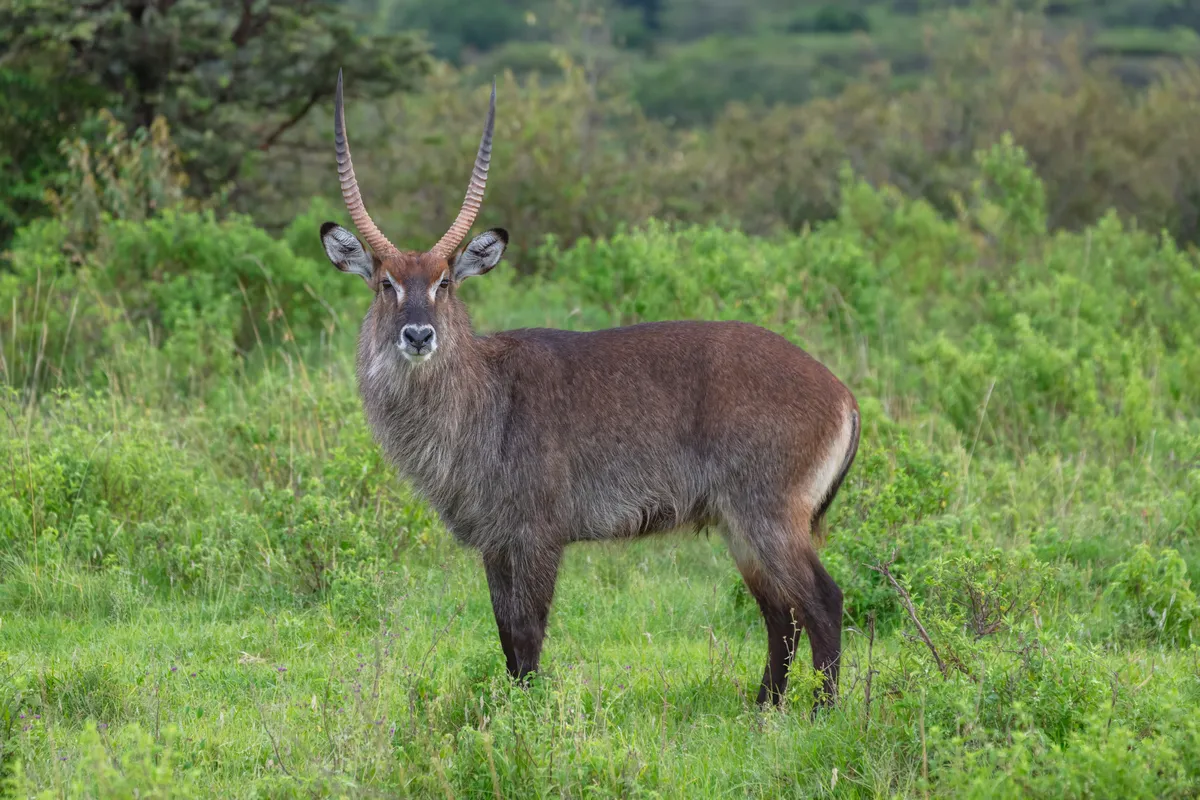 Antílope Waterbuck
