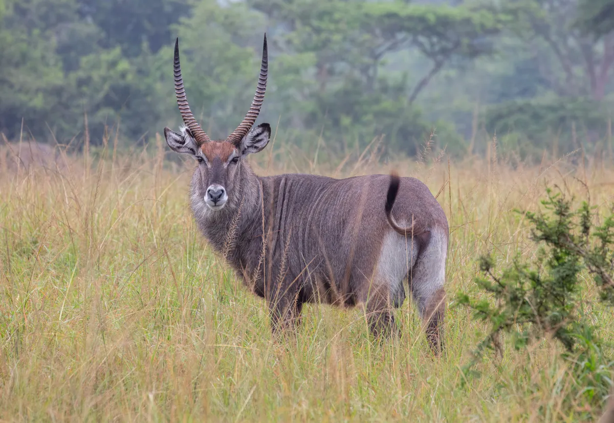 Antílope Waterbuck