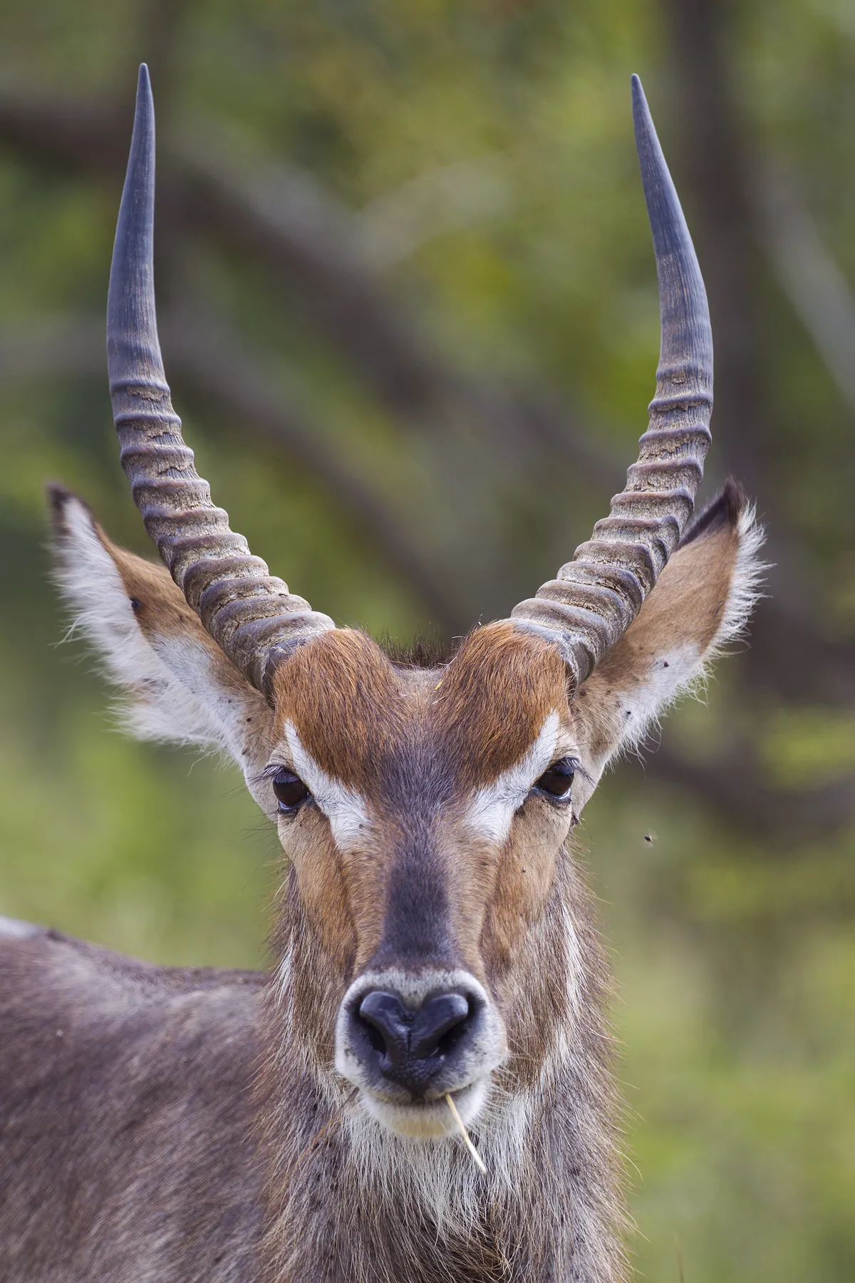 Antílope Waterbuck