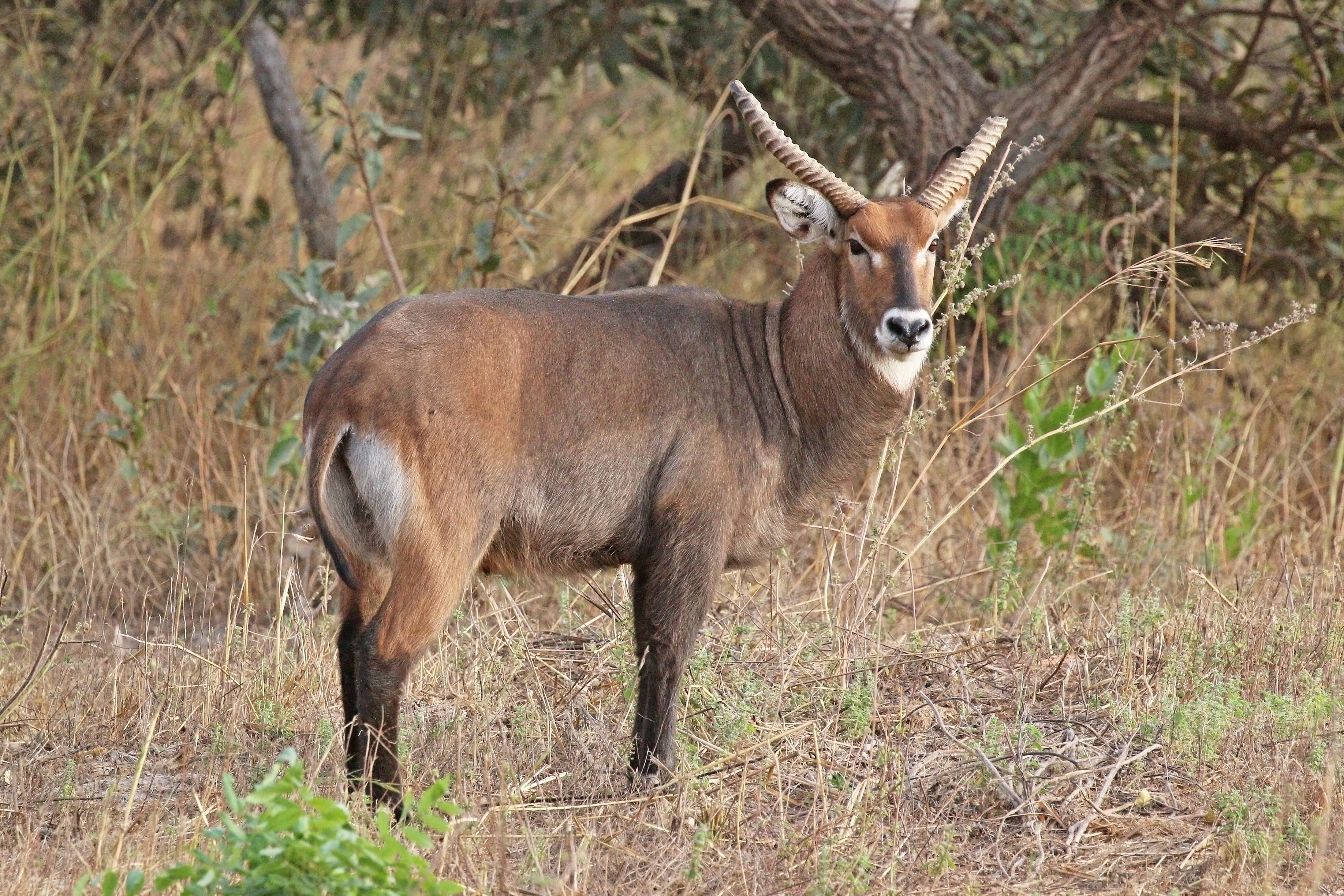 Antílope Waterbuck