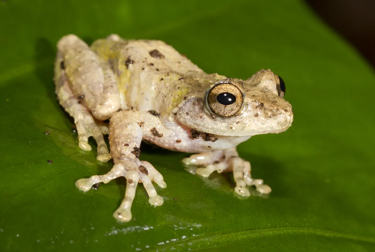 Eiffinger's Treefrog