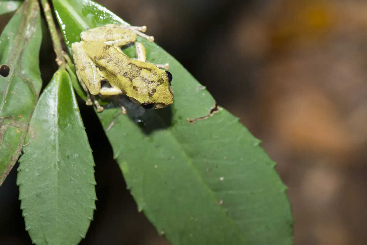 Eiffinger's Treefrog