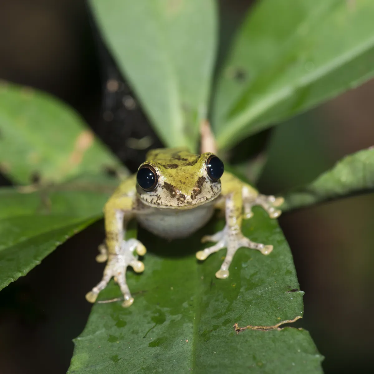 Eiffinger's Treefrog