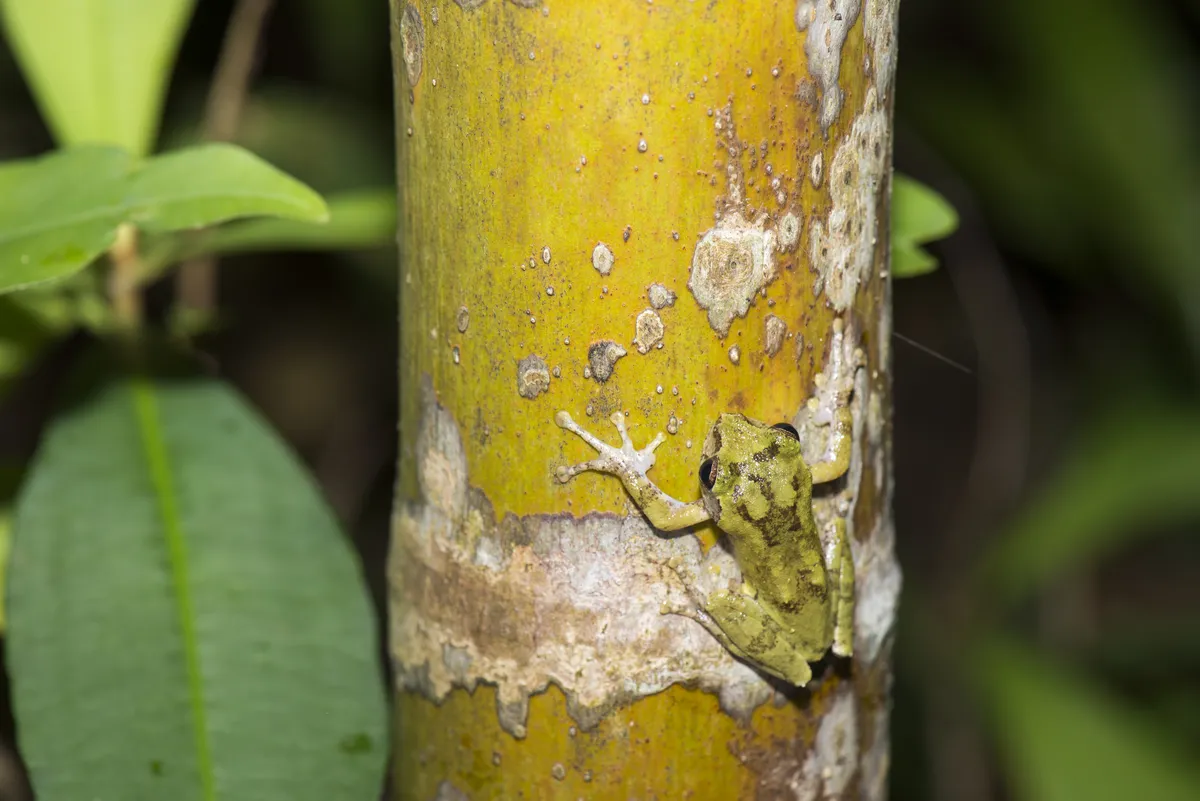 Eiffinger's Treefrog