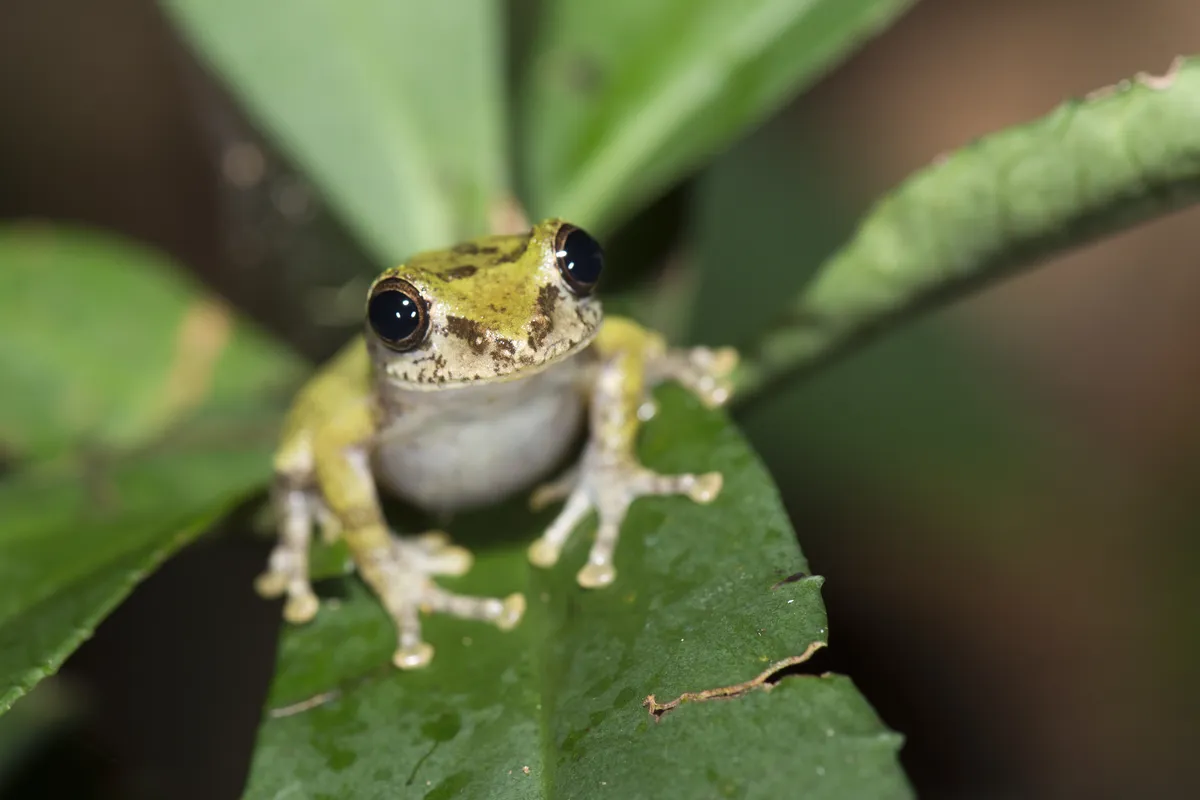 Eiffinger's Treefrog