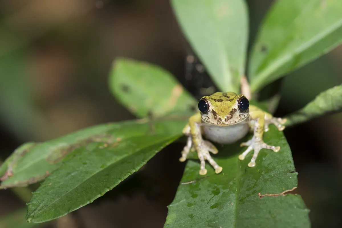 Eiffinger's Treefrog