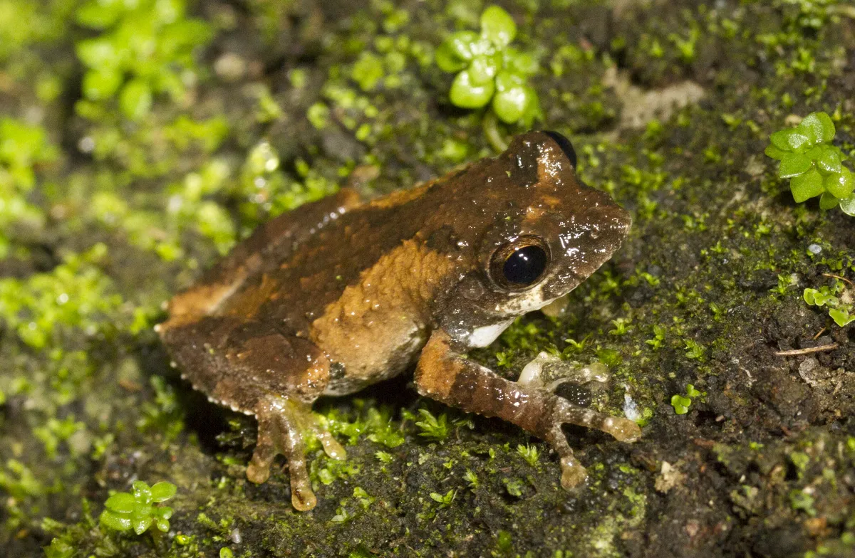 Temple Treefrog