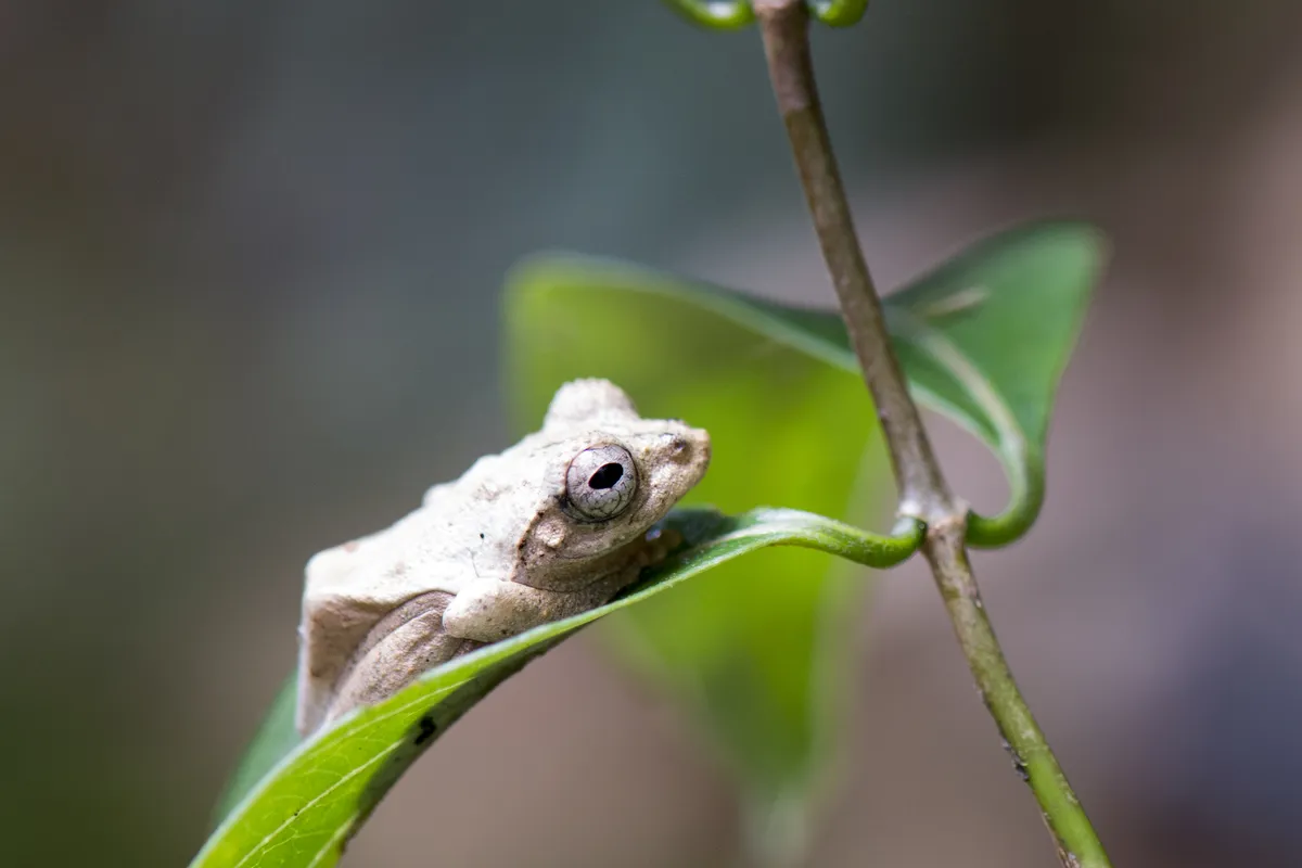 Temple Treefrog