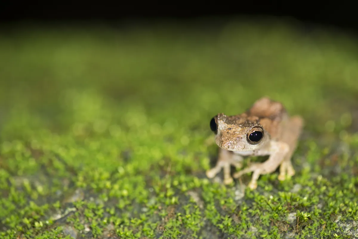 Temple Treefrog