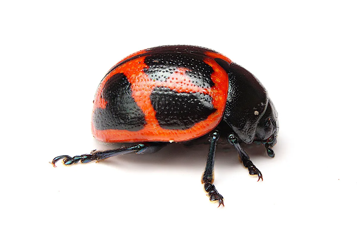 Labidomera clivicollis