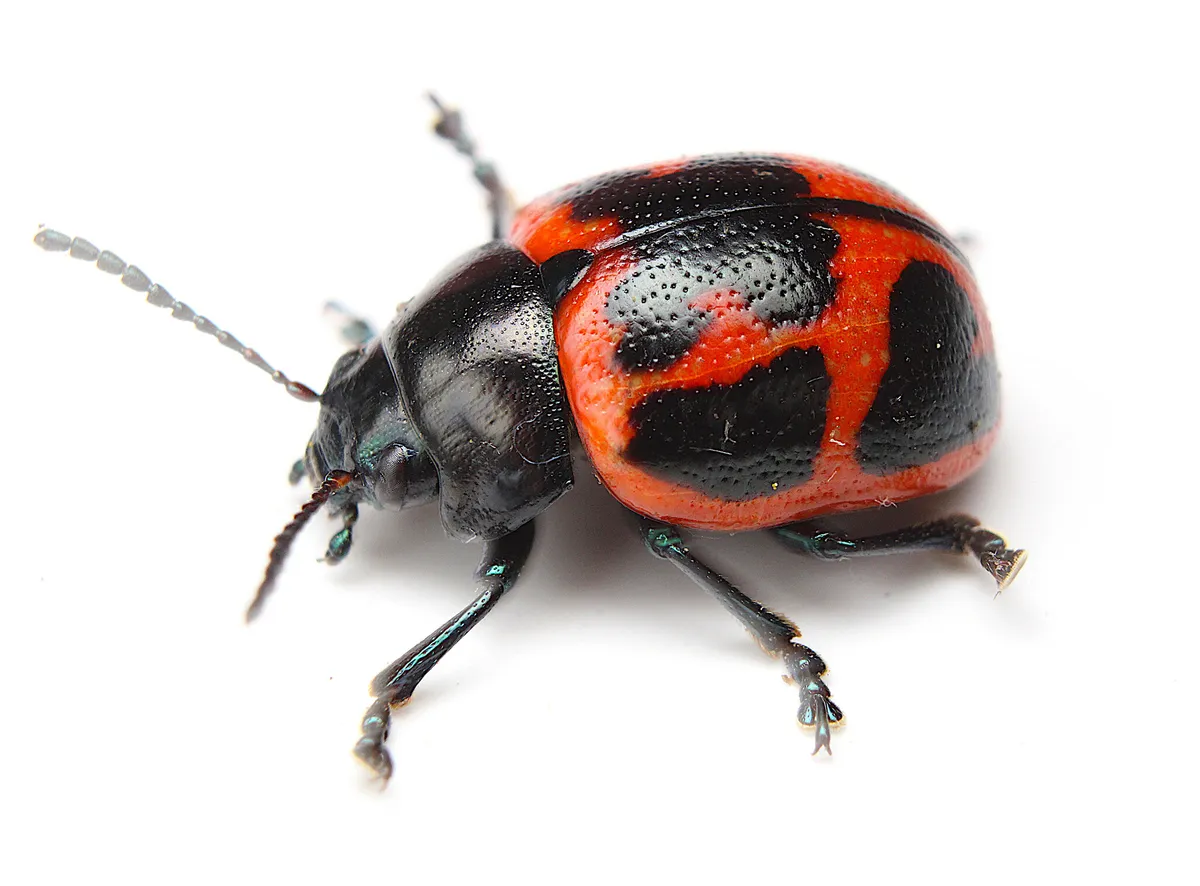 Escarabajo de Hoja de Algodoncillo