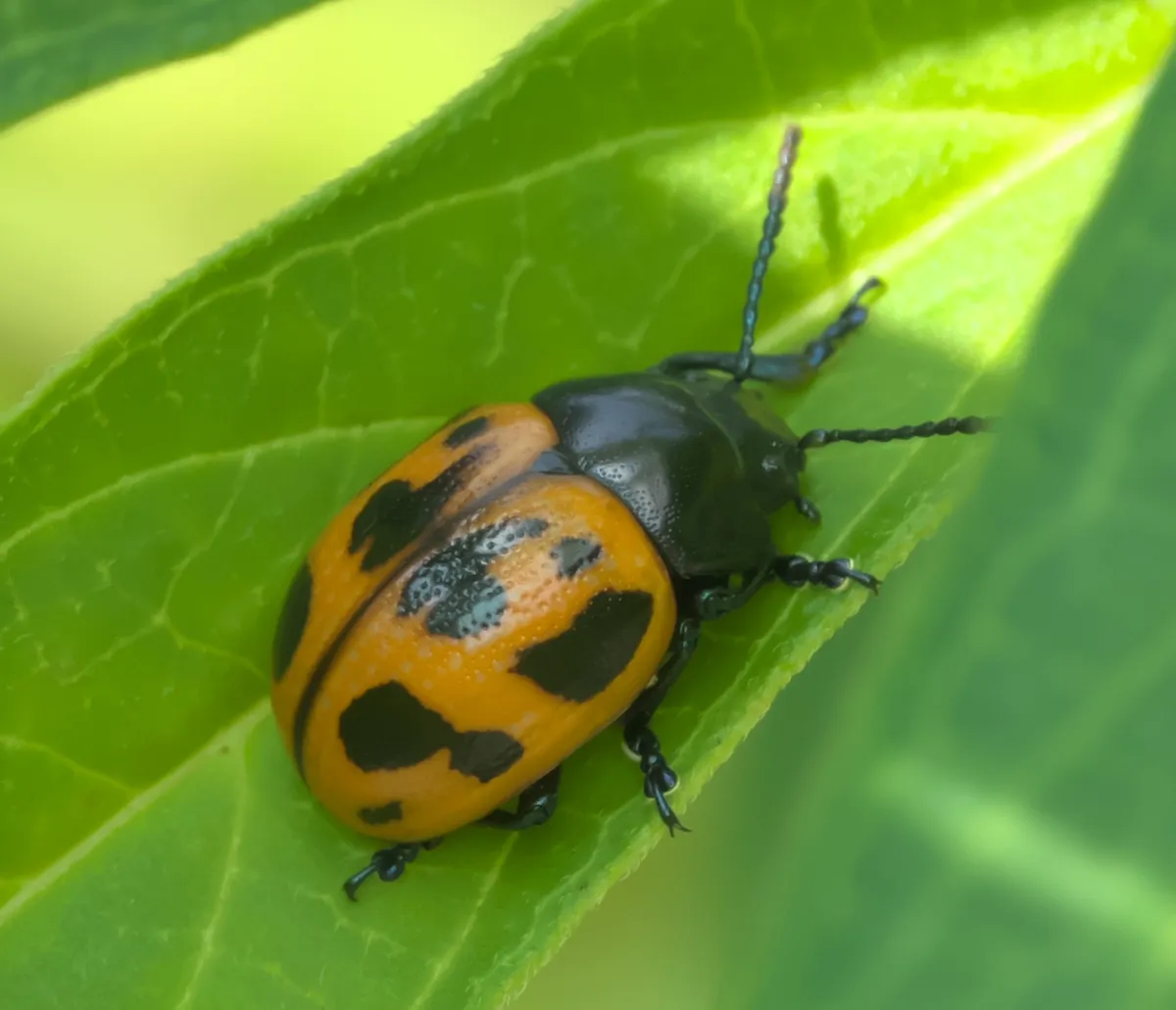 Escarabajo de Hoja de Algodoncillo
