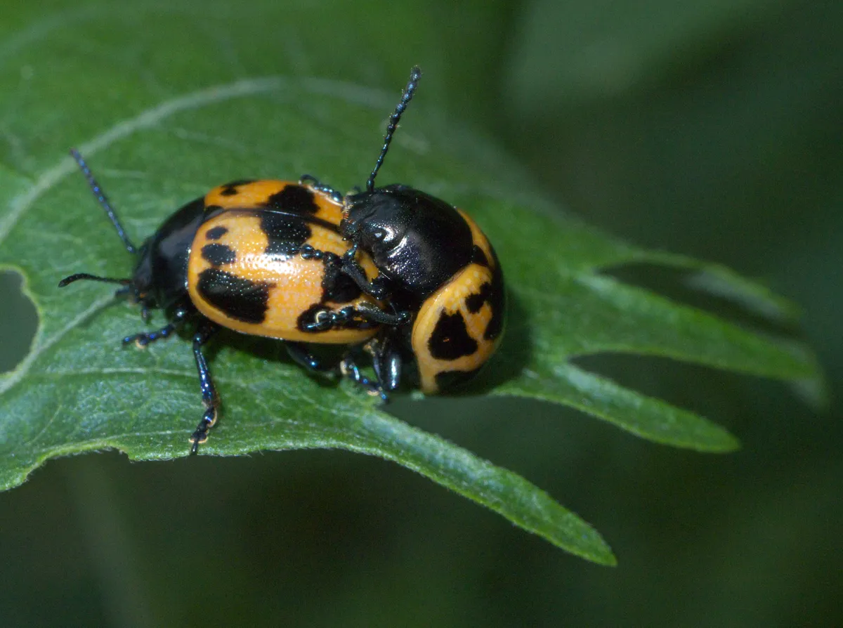 Escarabajo de Hoja de Algodoncillo