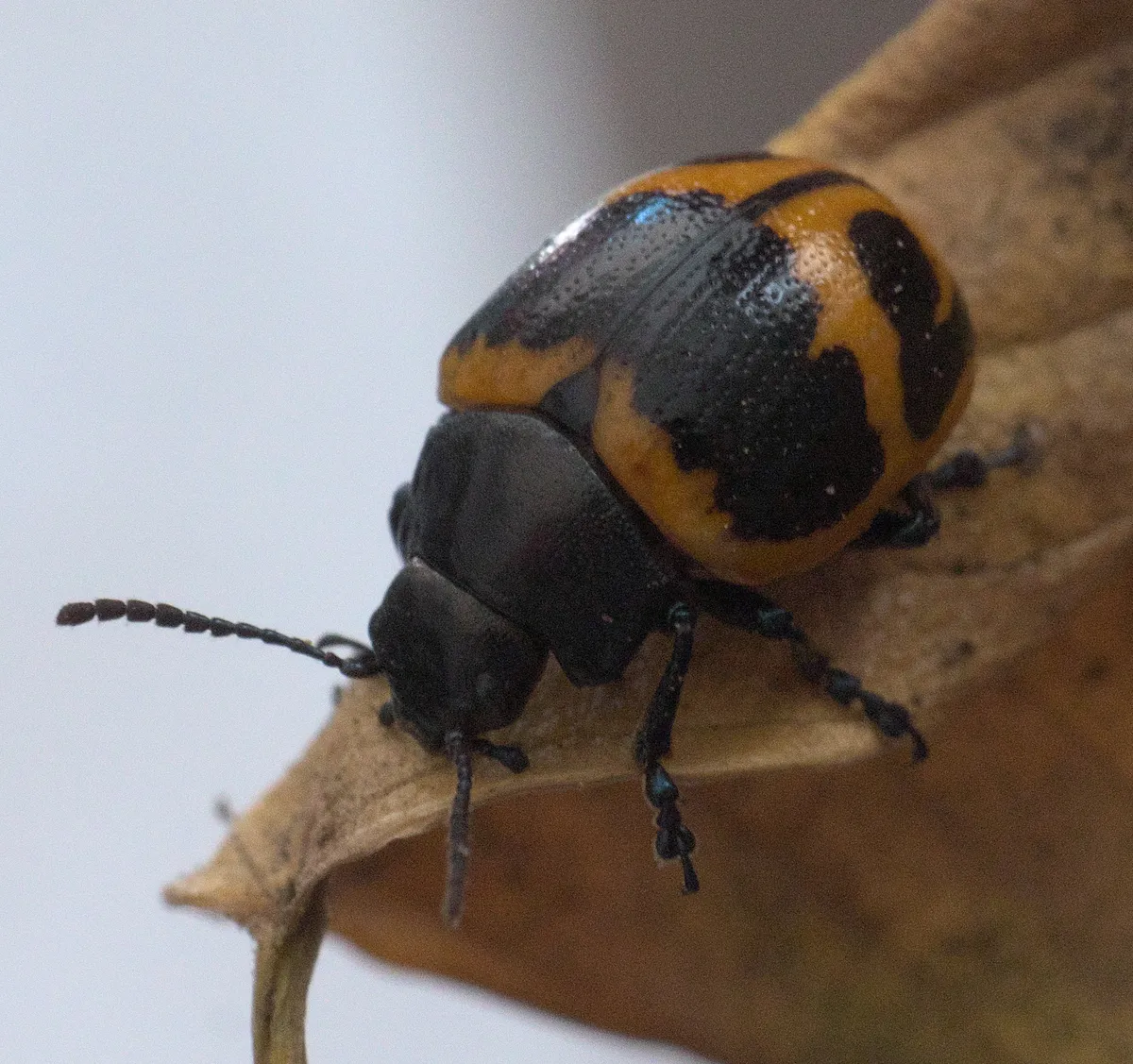 Escarabajo de Hoja de Algodoncillo