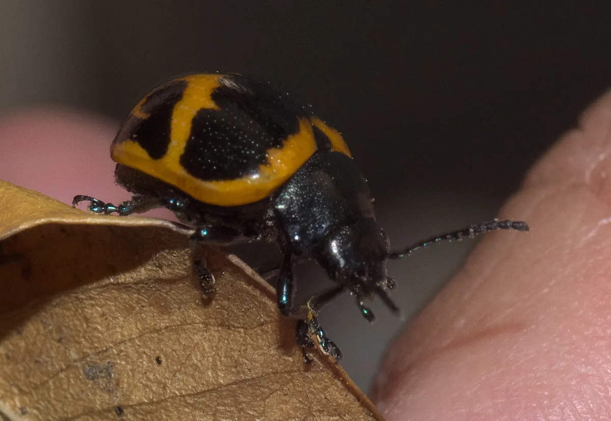 Escarabajo de Hoja de Algodoncillo