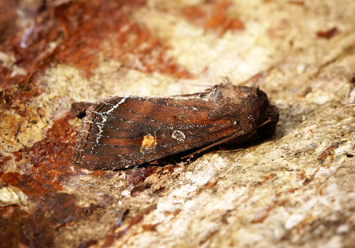 Bright-line Brown-eye