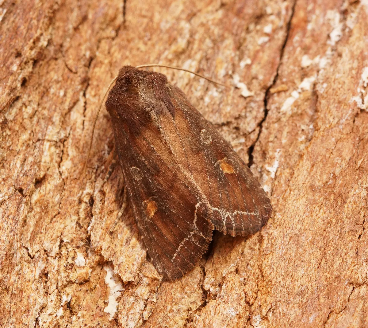 Bright-line Brown-eye