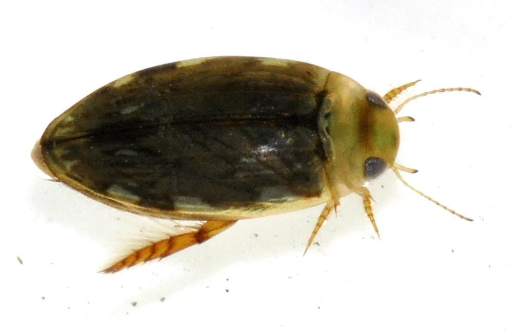 Pequeño Escarabajo Acuático