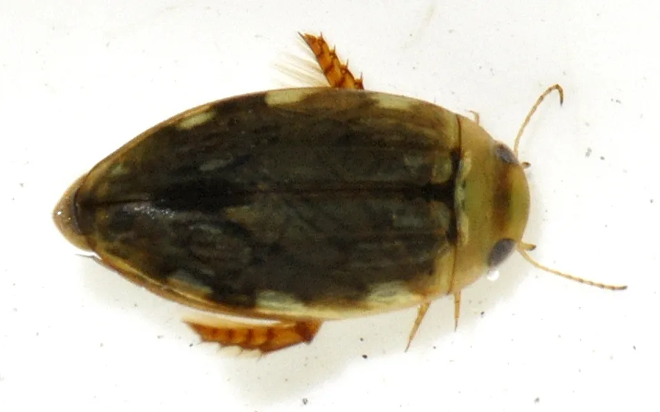 Pequeño Escarabajo Acuático