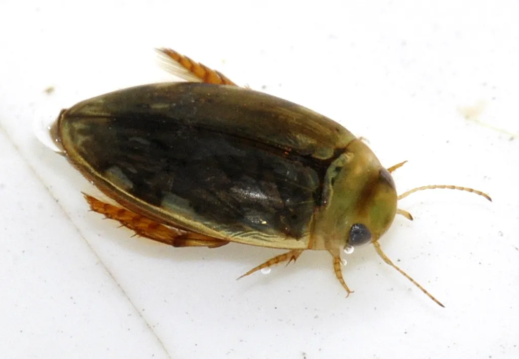 Pequeño Escarabajo Acuático