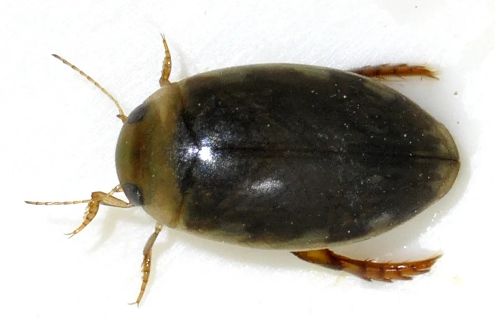 Pequeño Escarabajo Acuático