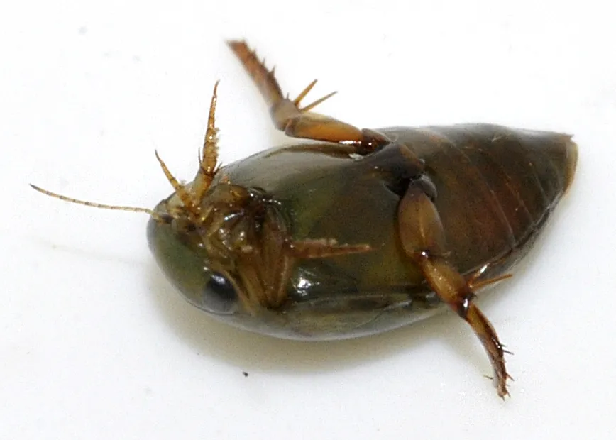 Pequeño Escarabajo Acuático