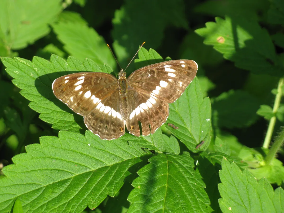 White Admiral Butterfly