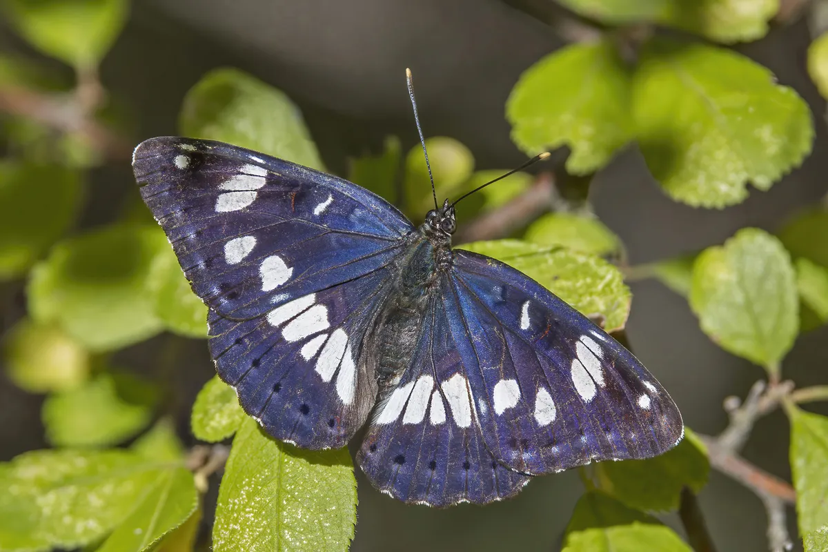 White Admiral Butterfly