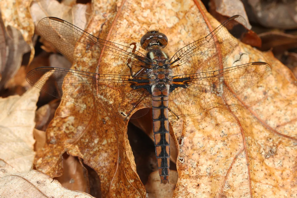Blue Corporal
