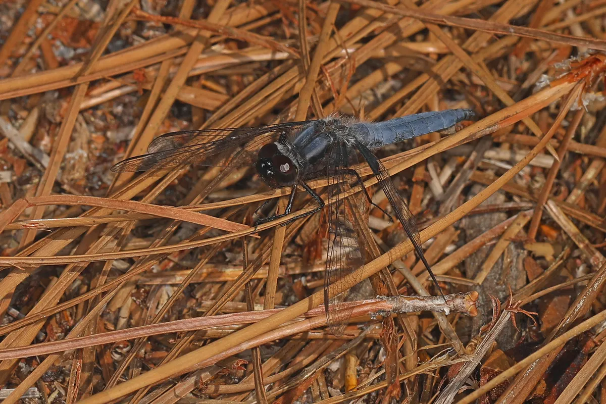 Blue Corporal