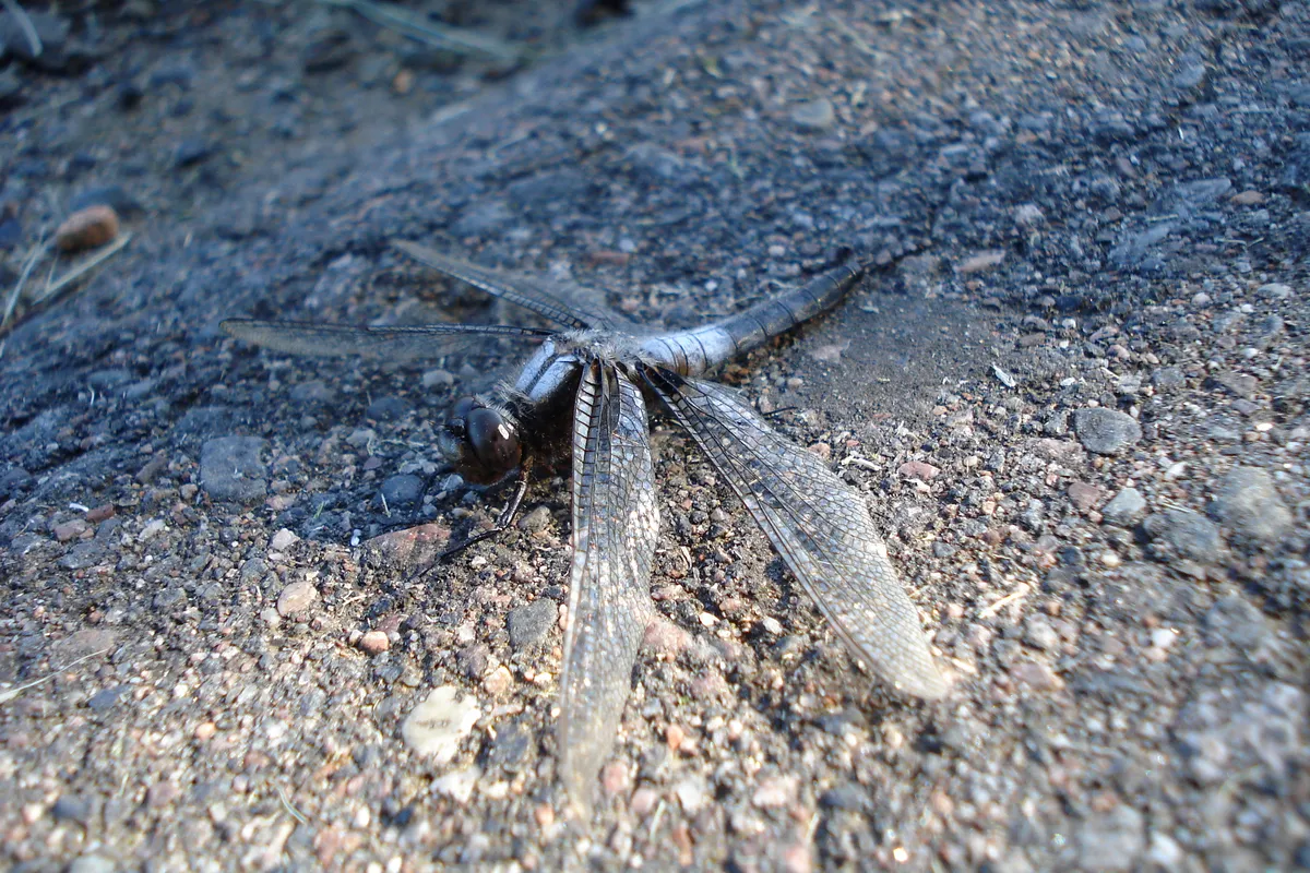 Chalk-fronted Corporal