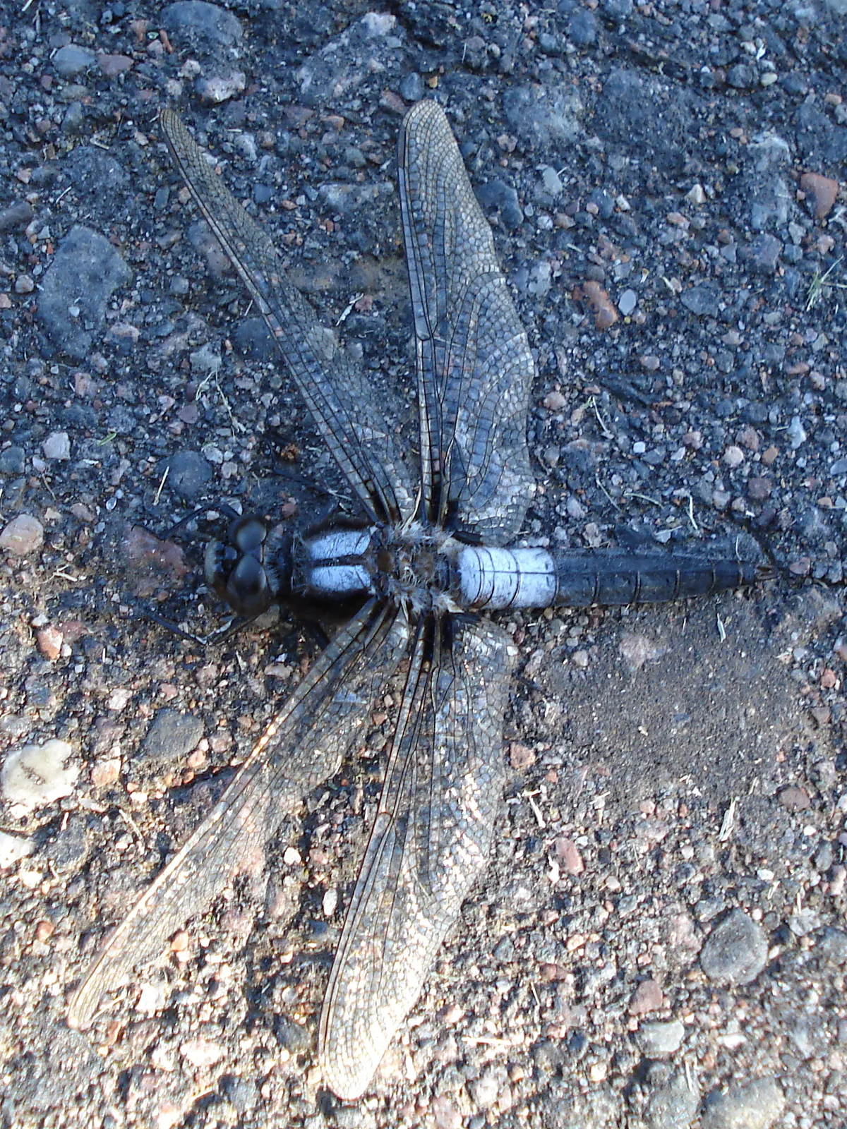 Chalk-fronted Corporal