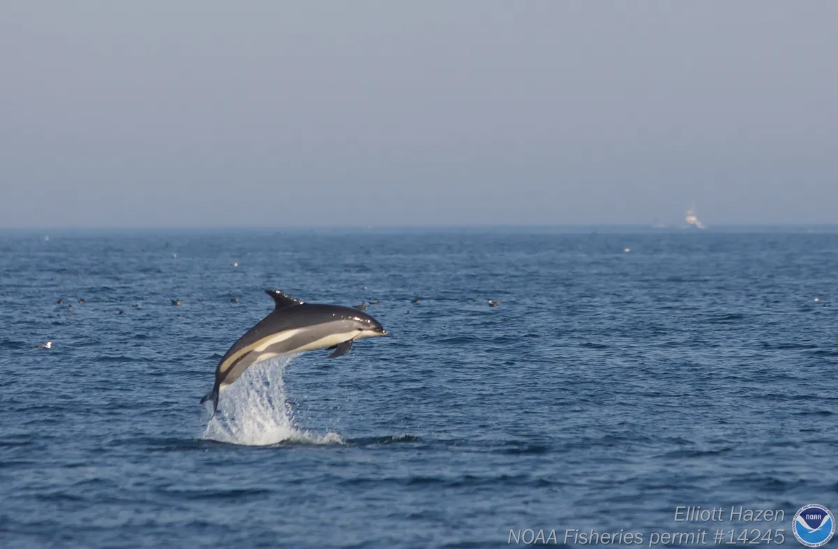 Delfín de Costados Blancos del Atlántico