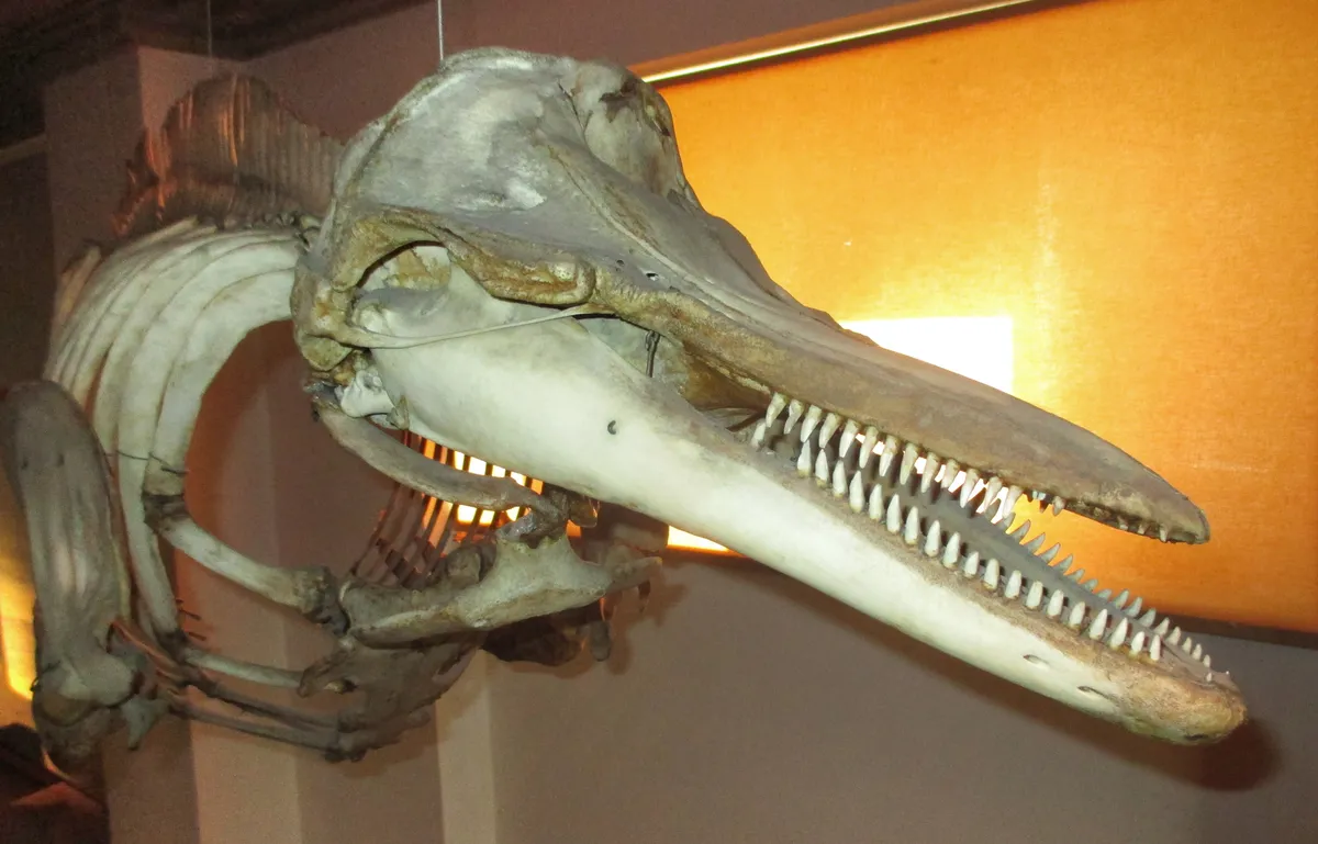 Lagenorhynchus albirostris