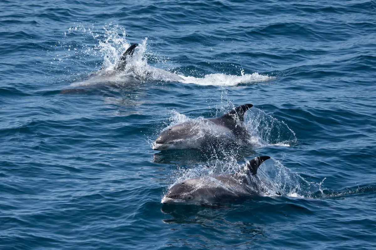 Delfín de Hocico Blanco