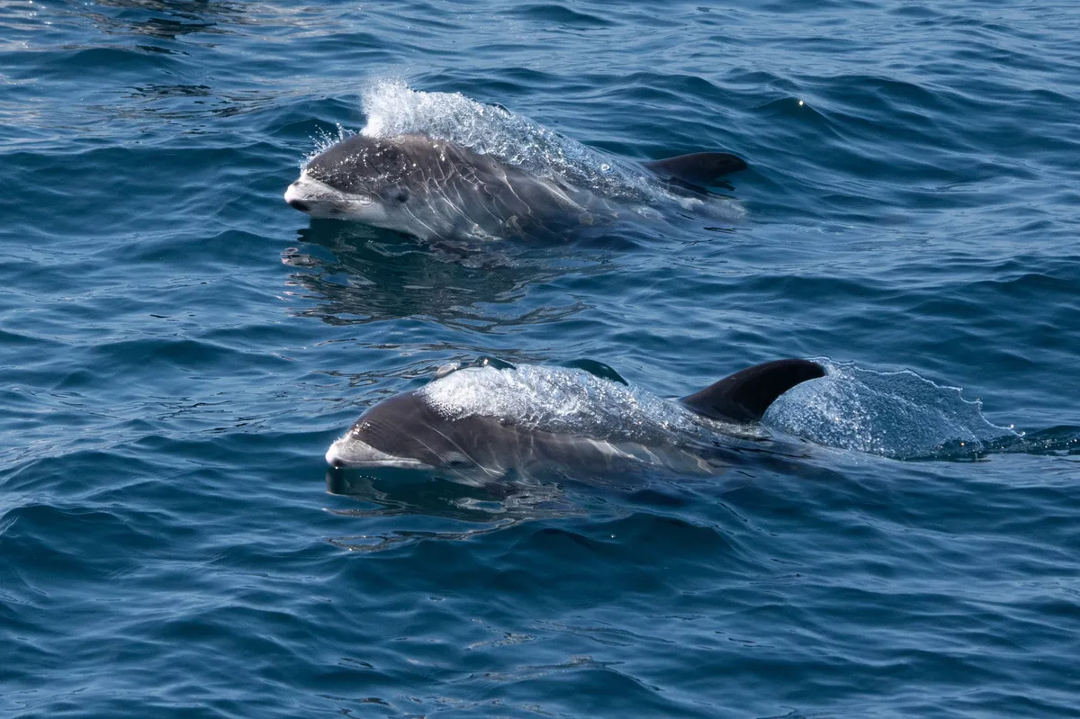 Delfín de Hocico Blanco