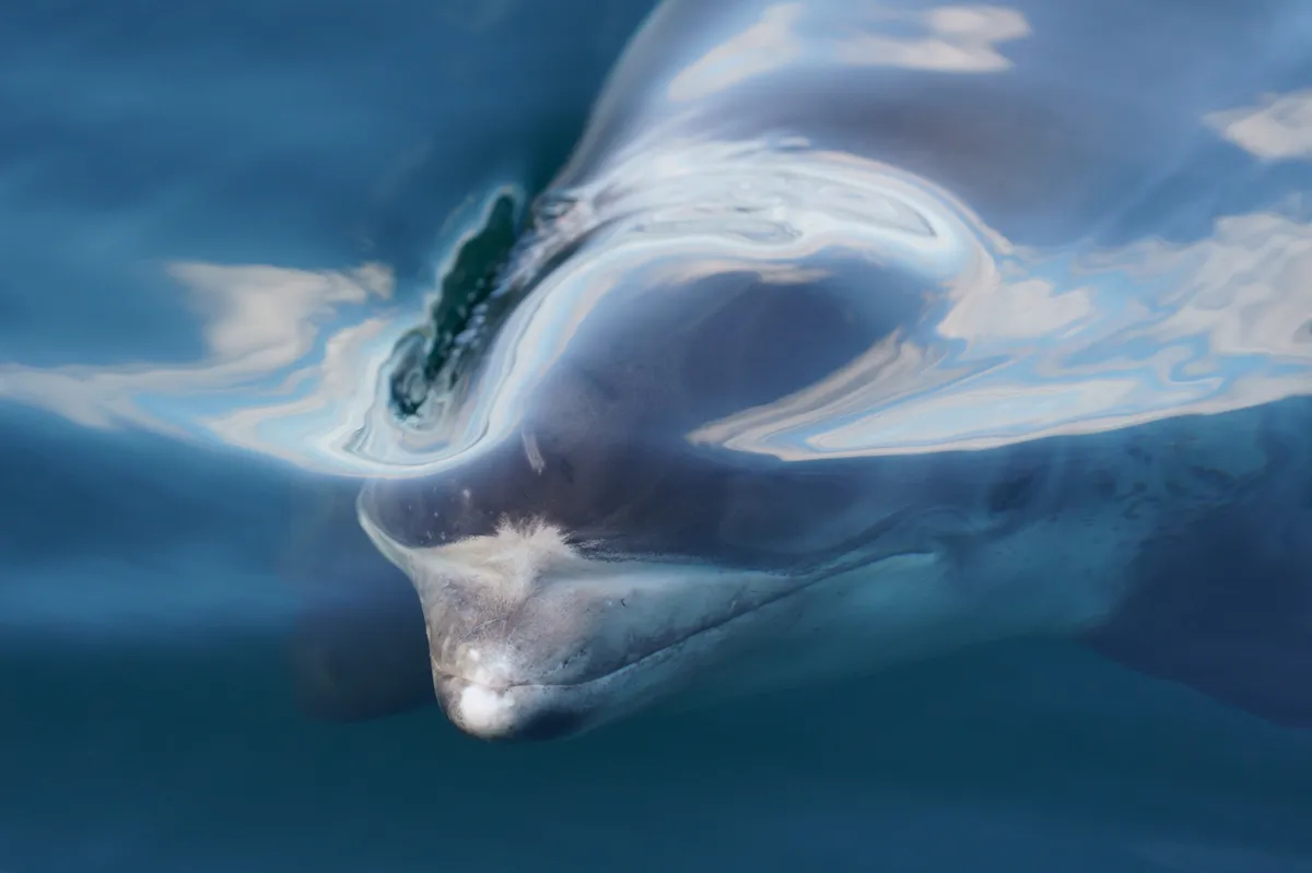 Delfín de Hocico Blanco