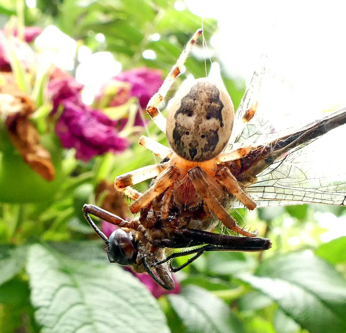 Larinioides cornutus