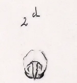 Araña Orbweaver de Surcos