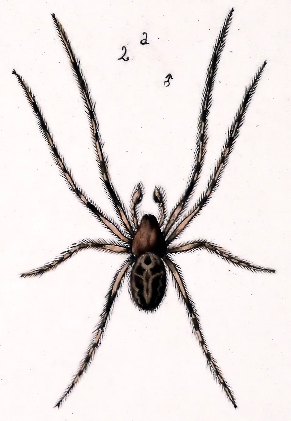 Araña Orbweaver de Surcos